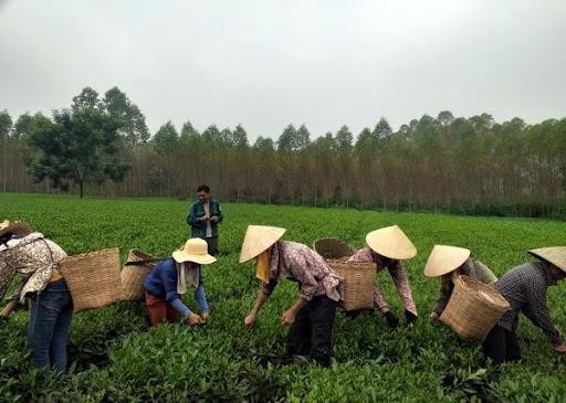 Xây dựng nhãn hiệu chè Phú Thọ, khẳng định vị thế trên thị trường