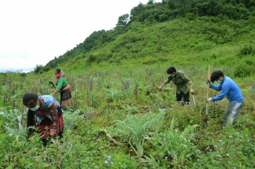 Nhiều mô hình trồng cây dược liệu ở huyện Sìn Hồ đang phát huy hiệu quả, mang lại thu nhập ổn định cho người dân.