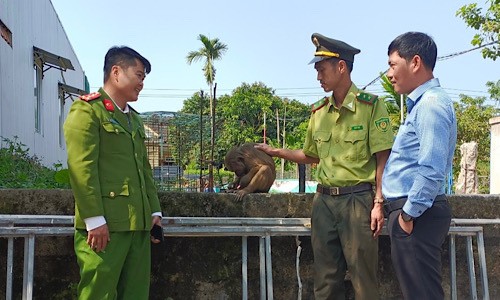 Cơ quan chức năng tiếp nhận cá thể khỉ mặt đỏ quý hiếm.