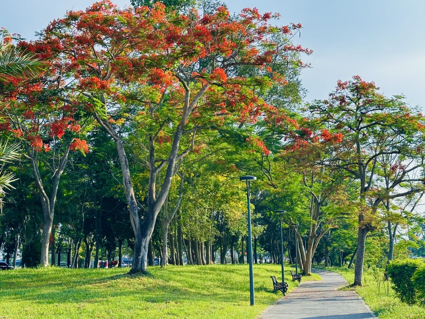 Vào hè, nhiều tuyến đường ở Cố đô Huế được tô điểm bởi sắc hoa phượng.