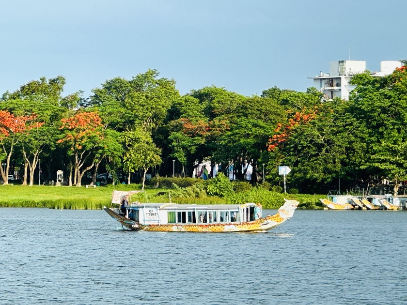 Chiếc thuyền rồng đi trên sông Hương ngang qua hàng cây phượng đỏ, giúp du khách thỏa mình nhìn ngắm sắc hoa.