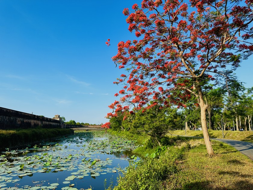 Thời gian này, những hàng phượng bên bờ thành Đại nội Huế đang bung nở, níu chân du khách ghé qua. Tại đây, cả con đường đi bộ trải dài màu phượng vĩ.