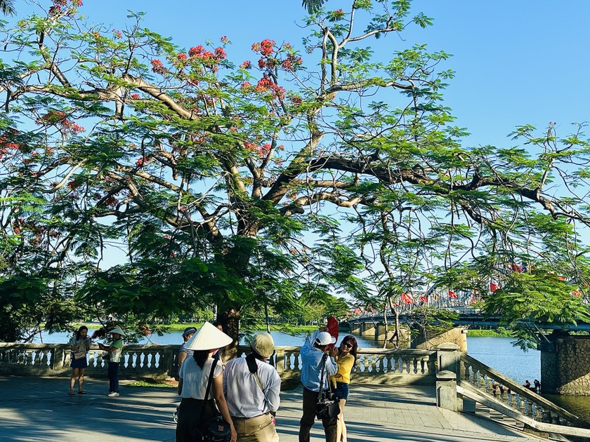 Cứ đến tầm chiều, người dân và du khách lại tụ tập ở chân cầu Trường Tiền, nơi có cây phượng để vui chơi, chụp ảnh làm kỷ niệm.