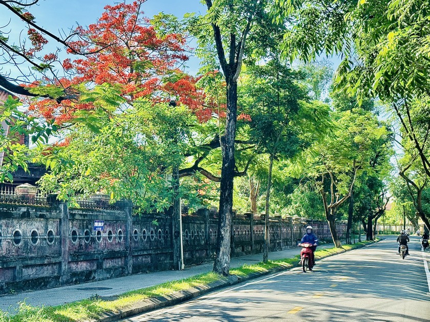 Mùa phượng vĩ như tô điểm thêm những nét đẹp ngày hạ, khiến ta càng thêm yêu những ngôi trường, những góc phố từng qua.