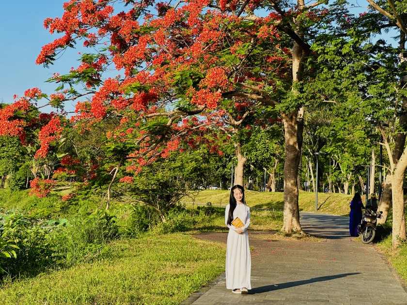 Gắn liền với những ngày tháng cắp sách tới trường, với những kỷ niệm hồn nhiên, trong sáng của thời học sinh, phượng vĩ còn được gọi bằng cái tên vô cùng thân thương - &quot;hoa học trò&quot;.