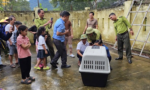 Cá thể voọc tấn công người người tại thị trấn Phong Nha vừa bị bắt giữ.