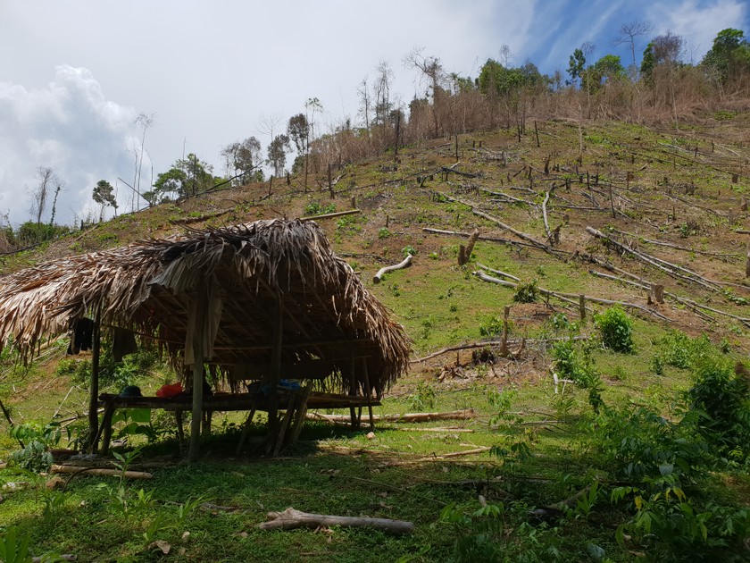 Nghệ An: “Máu rừng” vẫn chảy ở đất Qùy Châu