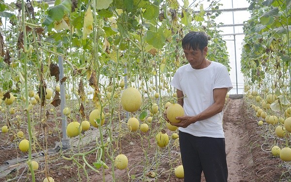 Ông Nguyễn Hoàng Mạnh (xã Hương Nộn, Tam Nông, Phú Thọ) ứng dụng công nghệ cao sản xuất dưa trong nhà màng mang lại hiệu quả kinh tế.