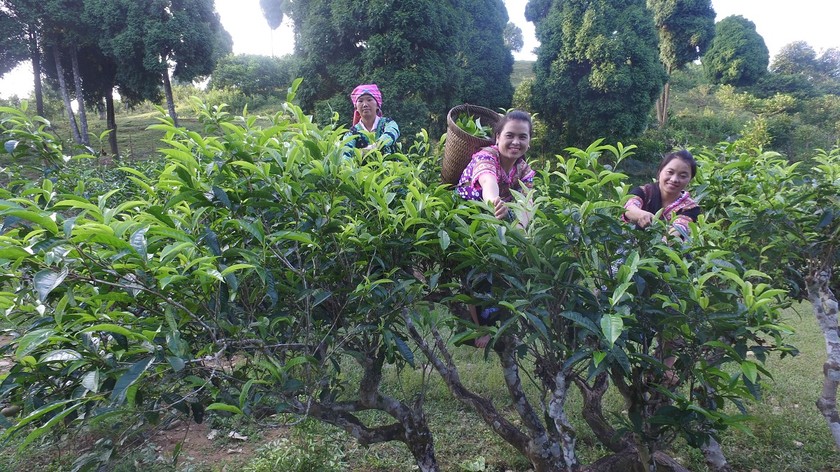 Trà Shan Tuyết Suối Giàng là tinh hoa của thiên nhiên ban tặng cho vùng đất Văn Chấn - Yên Bái. Ảnh: Cổng TTTĐT huyện Văn Chấn.