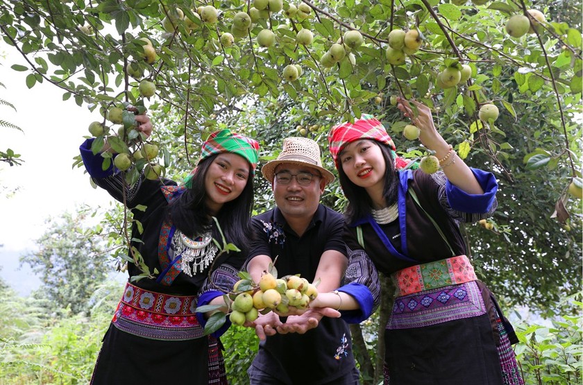 Với người dân Mù Cang Chải, Sơn tra không chỉ là trở thành biểu tượng mà còn là cây giúp phát triển du lịch, xóa đói giảm nghèo. Ảnh: Thanh Miền.