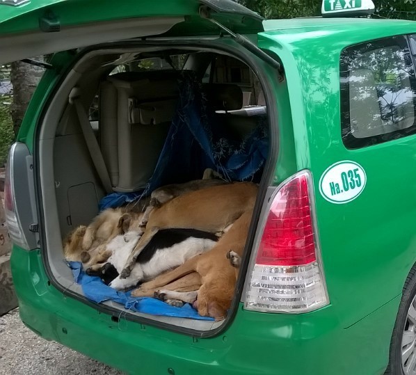 Xe tắc xi chở 16 con chó bị cơ quan chức năng phát hiện 