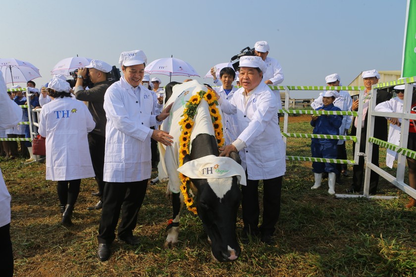 Nghi lễ trao hoa tượng trưng chúc các cô bò khỏe mạnh, cho ra đời dòng sữa chất lượng cao