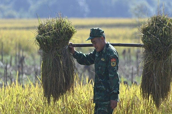Cán bộ, chiến sỹ Đồn Biên phòng cửa khẩu Hoành Mô hỗ trợ các gia đình thu hoạch lúa chín.