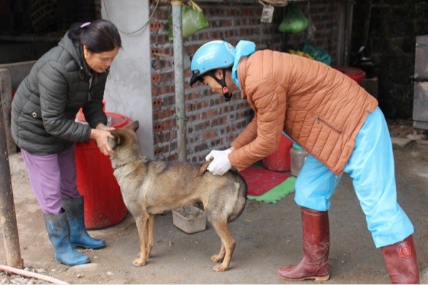 Cán bộ thú y xã Quảng An, huyện Đầm Hà, tiêm vaccine phòng bệnh dại cho chó, mèo nuôi trên địa bàn. 