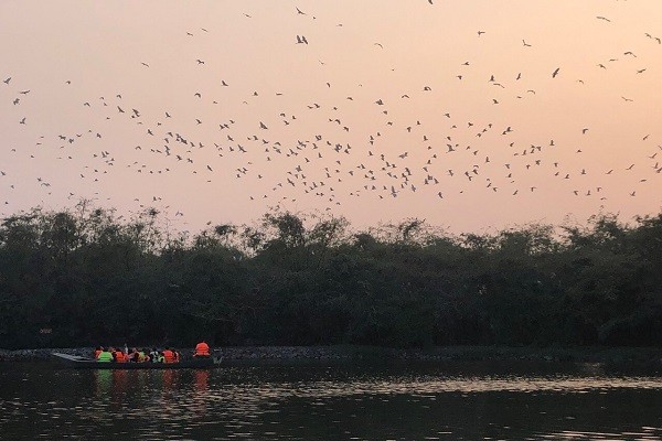 Mỗi buổi chiều tà, giữa không gian thiên nhiên thanh bình, du khách sẽ được thỏa sức ngắm nhìn những đàn cò trở về chốn bình yên.