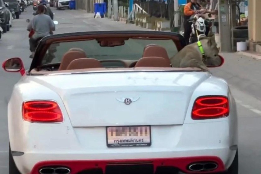 Chú sư tử con ngồi sau chiếc Bentley mui trần ở Pattaya, Thái Lan