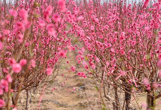 Ý nghĩa phong thủy của hoa đào 