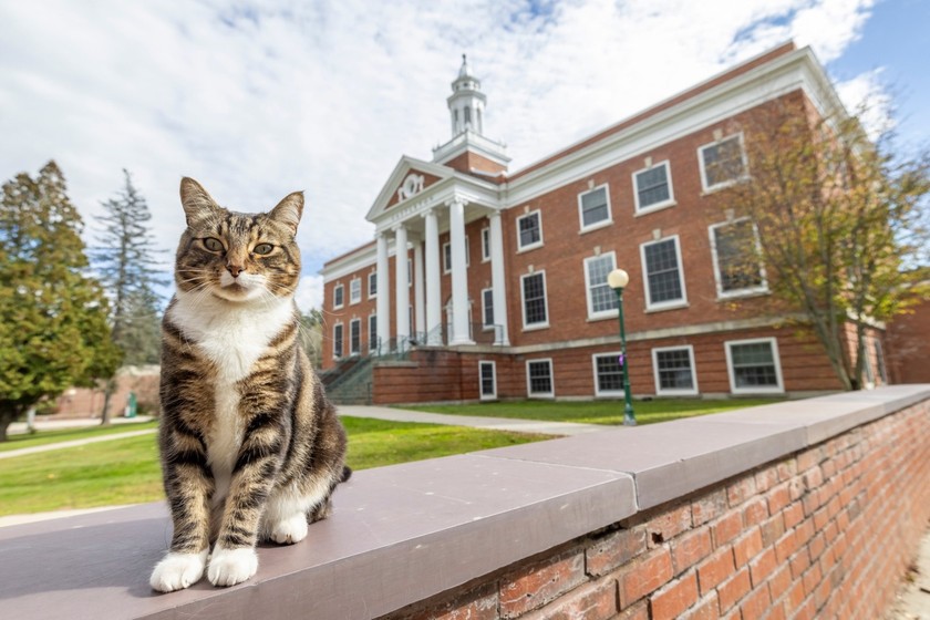 Mèo Max Dow tại khuôn viên trường Đại học Bang Vermont, Mỹ. (Ảnh: Guardian) 