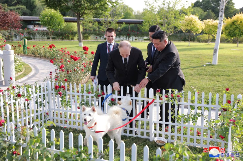 Tổng thống Nga Vladimir Putin được Chủ tịch Triều Tiên Kim Jong Un tặng "quốc khuyển" khi đang đi dạo vườn hồng.