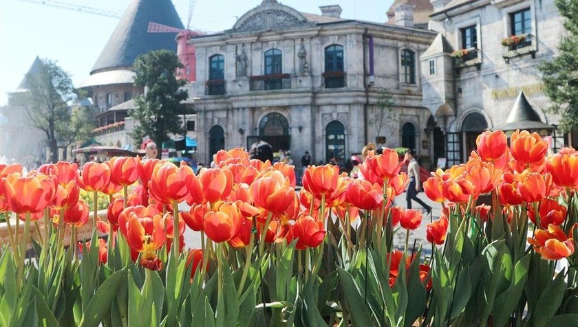 Hơn triệu bông tulip biến Bà Nà thành “xứ sở Hà Lan”