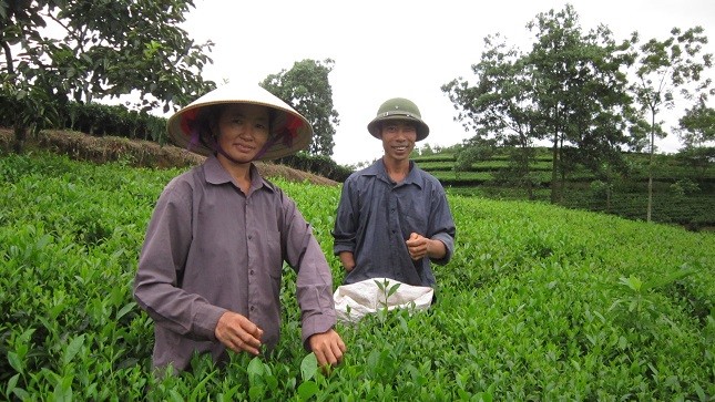 Nụ cười của anh chị thêm rạng rỡ giữa nương chè.