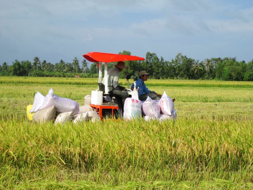 Trong 5 cơ chế, chính sách đặc thù của Bộ Kế hoạch và Đầu tư đưa ra cho vùng ĐBSCL, có chính sách ưu đãi đặc biệt cho người trồng lúa.