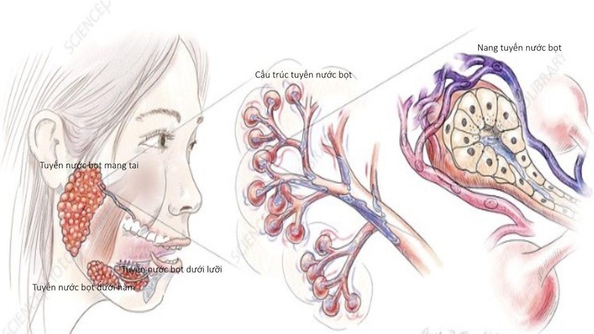 Hình ảnh giải phẫu tuyến nước bọt. Ảnh: BVCC