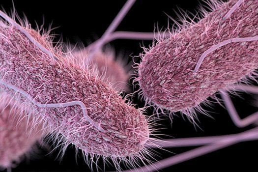 Vi khuẩn Salmonella. Ảnh minh họa: Vinmec