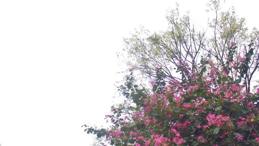 Nhiều khoảnh trời Hà Nội rạo rực màu tím hoa ban