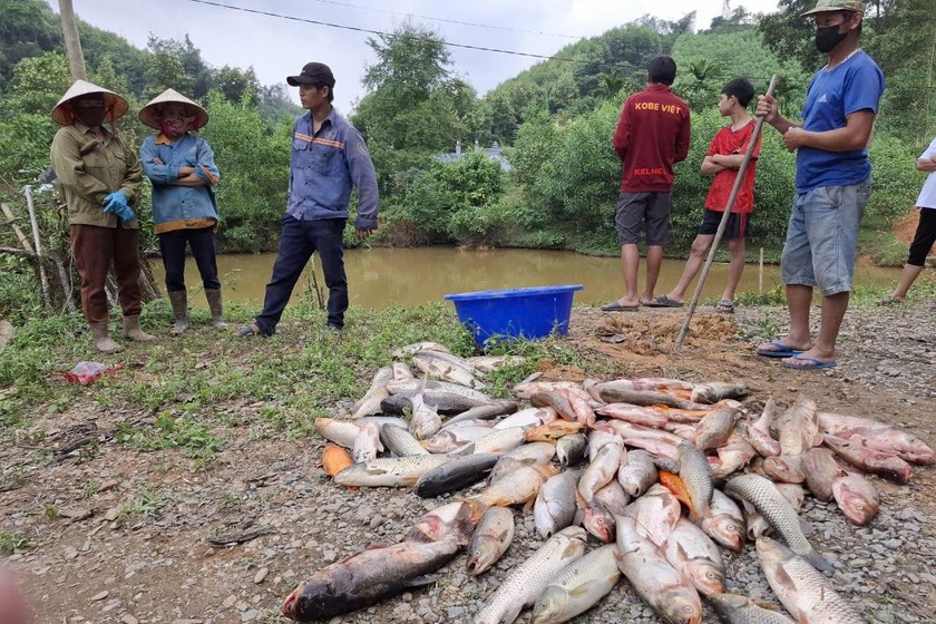 Người dân nghi ngờ cá chết là do bị đầu độc bằng thuốc.