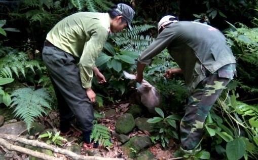 Lực lượng chức năng đang tái thả rùa và cầy vòi về môi trường tự nhiên của rừng nhiệt đới Phong Nha.   Ảnh: VQG Phong Nha - Kẻ Bàng