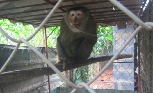 Một cá thể khỉ đuôi lợn do người dân giao nộp (Ảnh: VQG Phong Nha - Kẻ Bàng)