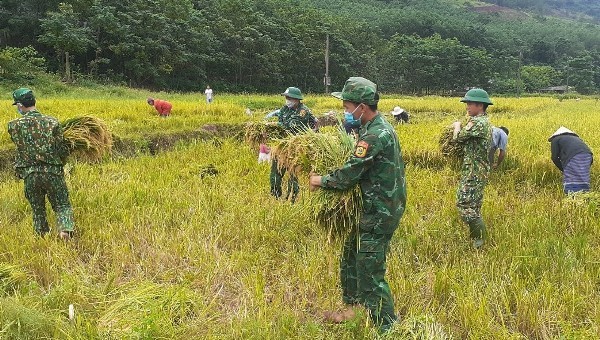 Cán bộ chiến sĩ Đồn Biên phòng Cửa khẩu quốc tế Cha Lo cùng đồng bào xuống đồng thu hoạch lúa nước.