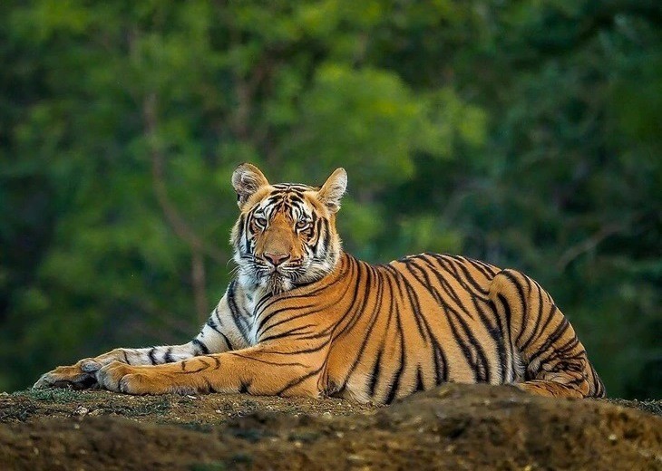 Hổ trong rừng tự nhiên ở Ấn Độ. Ảnh: bigcatsindia.com
