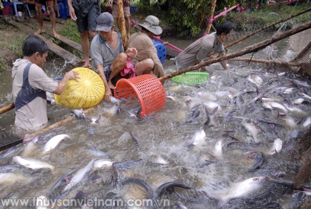 Chưa bổ sung DN nuôi tôm và cá tra vào đối tượng hưởng chính sách tín dụng mới