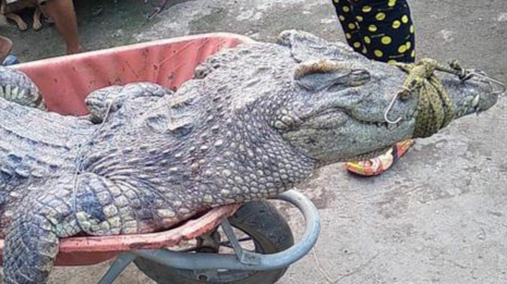 Cá sấu bị người dân bắt ở xã Phạm Văn Hai, Bình Chánh, TP HCM.