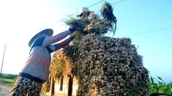 Nông dân trồng tỏi ở Lý Sơn đối mặt với khó khăn do dịch COVID-19. Ảnh: baonhandan