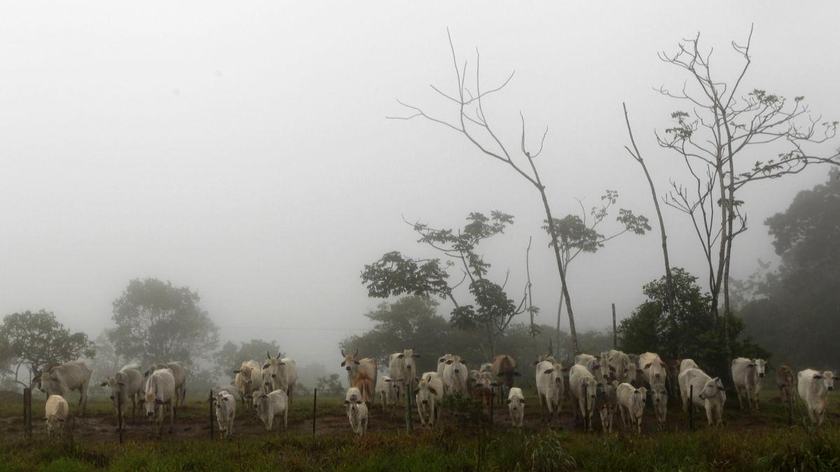 Một trang trại gia súc ở thành phố Chapada dos Guimaraes, bang Mato Grosso miền Trung Brazil. Ảnh: Reuters (chụp ngày 8/2/2013)