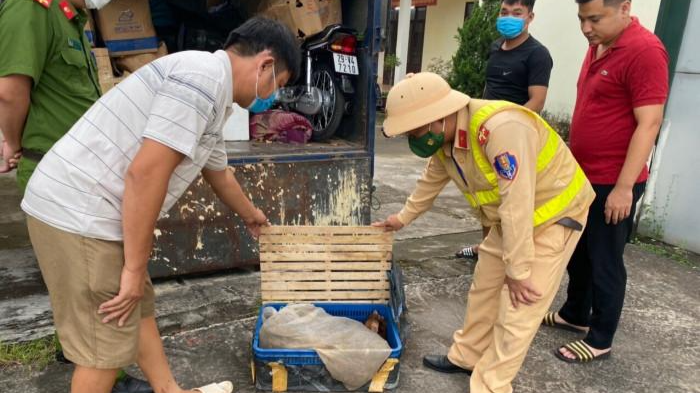 Cá thể rùa quý hiếm lái xe vận chuyển thuê với giá 100 nghìn đồng.