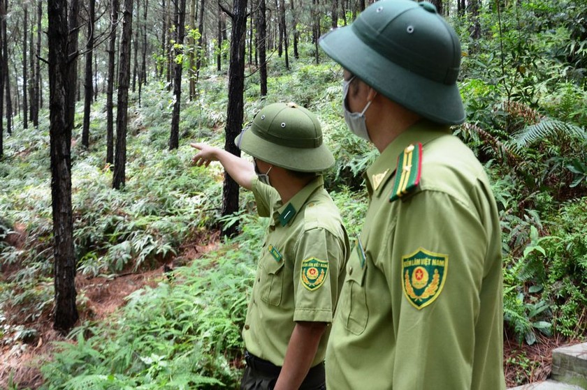 Cán bộ Hạt Kiểm lâm Gia Thuận kiểm tra rừng thuộc phường Nam Sơn, TP Bắc Ninh, tỉnh Bắc Ninh. (Hình: baobacninh.com.vn)