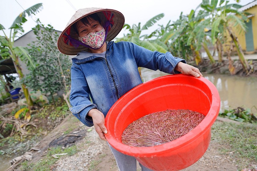 Nhớ những ngày cả làng 'trẩy hội' vớt rươi | Báo Pháp luật Việt Nam điện tử