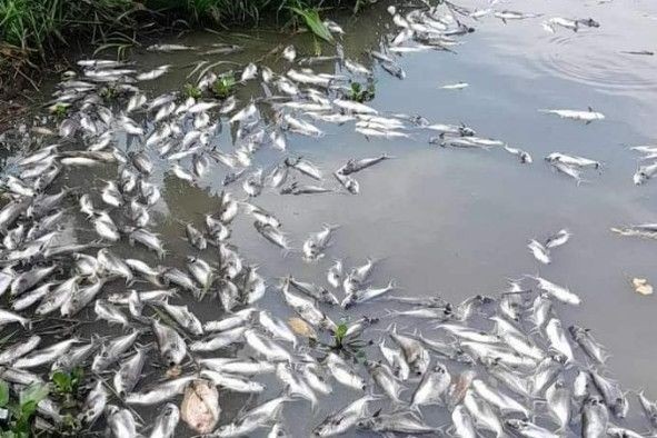Cá nuôi của người dân xã Phước Chỉ bị chết. Ảnh: Báo Tây Ninh