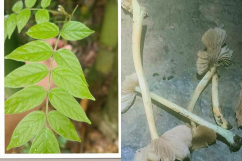 Hình ảnh loại cây dùng ngâm rượu (bên trái) và loại nấm gây vụ ngộ độc tại huyện Bảo Yên ngày 16/5.