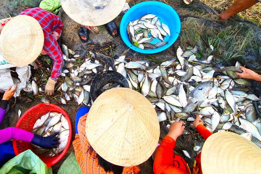 Nông dân thu hoạch cá đồng tại huyện U Minh. (Ảnh trong bài: T.Nghĩa)