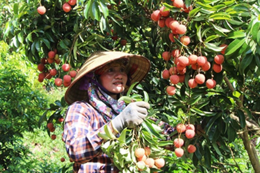 Hiện đang là thời điểm cao điểm tiêu thụ vải thiều. (Ảnh: bacgiang.gov.vn)