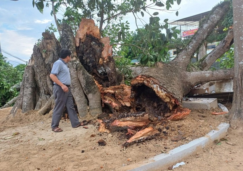 Cây đa Di tích lịch sử ở xã Nghĩa Khánh (huyện Nghĩa Đàn, Nghệ An) bất ngờ gãy đổ. (Ảnh: Cảnh Huệ)