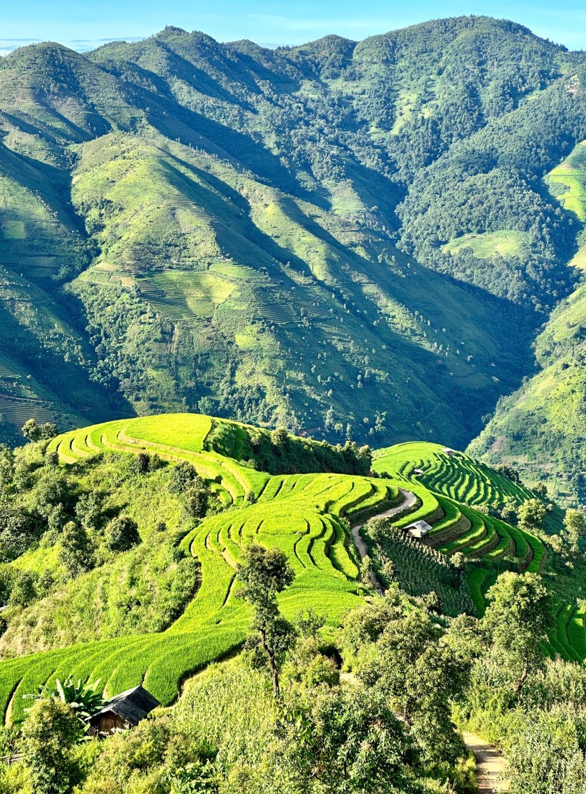 Ruộng bậc thang Xím Vàng lung linh trong ánh nắng buổi sớm. (Ảnh: PV)