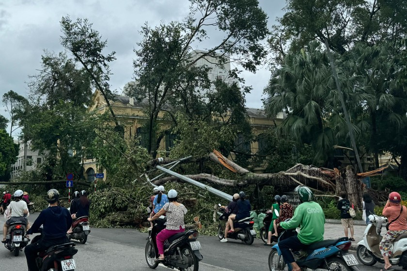 Cây đại thụ bị bật gốc tại khu vực vườn hoa Lý Thái Tổ khiến nhiều người tiếc nuối. (Ảnh: Linh Chi)