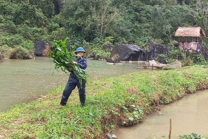 Mô hình vay vốn phát triển kinh tế VAC mang lại hiệu quả của hội viên CCB Đinh Thanh Mại ở xã Hóa Tiến, huyện Minh Hóa. (Ảnh: TT) 