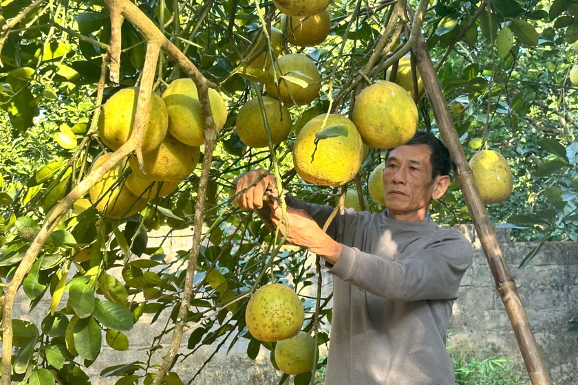 Trong vườn của gia đình ông Nguyễn Minh Mạch, cây bưởi lâu đời nhất có tuổi lên đến hơn 30 năm.